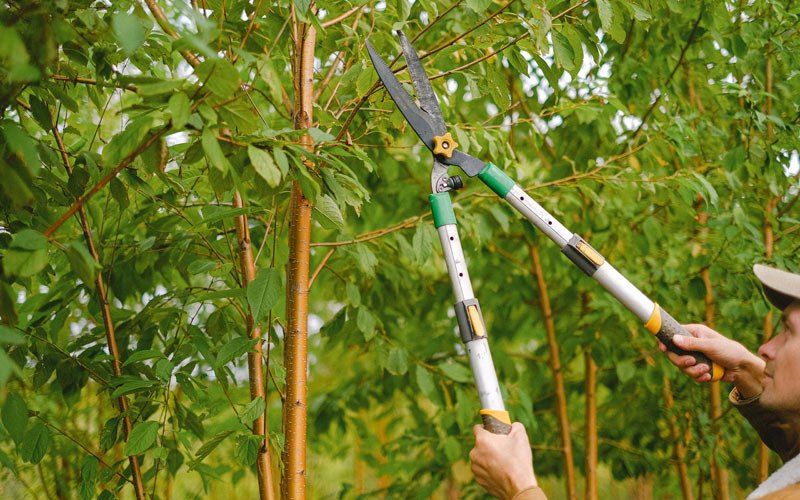 Tree trimming in Tenino, WA
